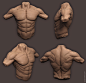 Anatomy_Male_Torso by SelWorks