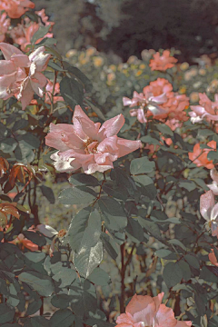 蒲公英201314采集到花世界