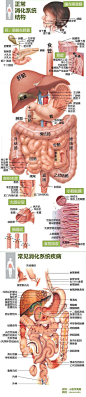 消化系统结构