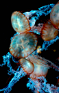 Beautiful Jellies