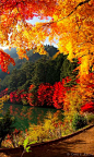 Autumn at Lake Yamanaka near Mount Fuji in Yamanakako, Japan。