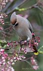 Waxwing