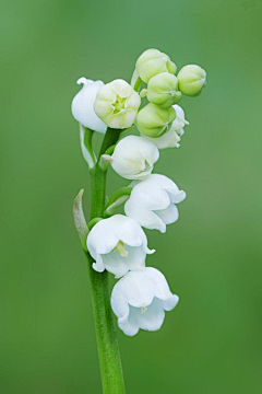 1CakigYq采集到花卉