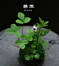 苔玉/青苔球/苔藓花盆 配合植物做苔藓盆景/个性小花盆-淘宝网