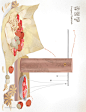 中医药膳针灸蘑菇林芝枸杞人参中式医疗医学插画