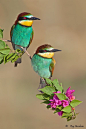 photo: Bee-eaters .. luv the colors ... would be a great design for a card ...: