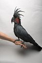 鹦形目·凤头鹦鹉科·棕树凤头鹦鹉属：棕树凤头鹦鹉
