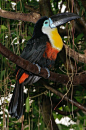 淡黄喉巨嘴鸟
Channel-billed Toucan