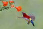 蓝喉太阳鸟（学名：Aethopyga gouldiae）： 小型鸟类，雄鸟体长13-16cm，雌鸟体长9-11cm。嘴细长而向下弯曲，雄鸟前额至头顶、颏和喉辉紫蓝色，背、胸、头侧、颈侧朱红色，耳后和胸侧各有一紫蓝色斑，在四周朱红色衬托下甚醒目，腰、腹黄色，中央尾羽延长，紫蓝色。雌鸟上体橄榄绿色，腰黄色，喉至胸灰绿色，其余下体绿黄色。 #野生动物#