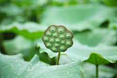 依米雯雯采集到植物