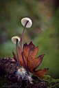 Mycena sp.