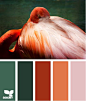 flamingo palette