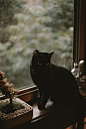 black cat sitting near glass window