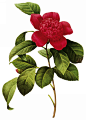 国外手绘植物花朵大全图片_1577x2200
点击浏览下一张：国外手绘植物花朵大全图片