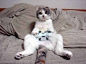 playing video games 2 #cat