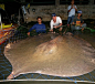 Giant Freshwater Stingray really is a modern day monster. Weighing in at 1,100–1,300 lbs the stingray gets to be 15 ft long and 6.2 ft across. There is a growing sport fishery for this species. When caught on a line, it may bury itself under lots of mud, 