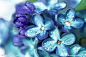 雨后蓝紫色花朵与水珠