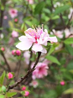 水公采集到桃花   T