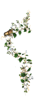 @模库 花草藤蔓_免扣png_动植物元素_模库(51Mockup)