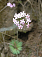 春天到了恶补高原各类野生花卉——报春花系列 - 川 越野e族论坛 越野/SUV/旅行/赛事/改装/互动中心