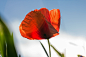 poppy-red-blossom-bloom-39487.jpeg (5184×3456)