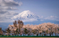 Sakura Mt. Fuji