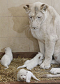 Rare white lion triplets born in Poland: 