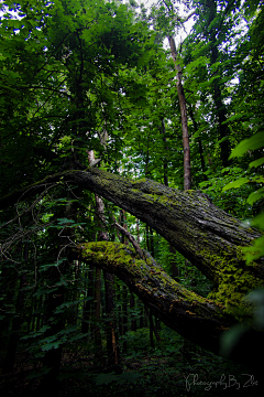 我们曾是潮水采集到forest