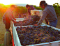 Photograph Napa Valley Harvest 2013 Oakville Station Merlot by Craig Camp on 500px