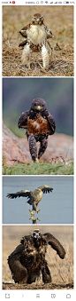 鹰科猛禽走路的姿势看上去总是屌屌的。
