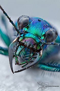 Tiger Beetle by Coli...