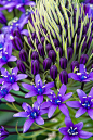 Purple | My flower