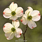 大花四照花( Cornus florida) 是北美洲本土植物。它分布在北美洲的东、南及中部。它们开伞状花序的小花，五至十几个小花聚在一起。外面有四个苞片，随着开花，这四个苞片逐渐长大。在花开了两星期左右，这四个苞片才完全展开。以前会用大花四照花来制造墨水、红色染料及作为奎宁替代品。