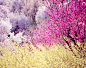 枝,樱桃树,桃树,户外,粉色_gic11170125_Peach and cherry blossom trees_创意图片_Getty Images China