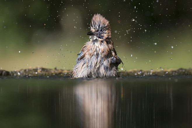 Showering by Phillip...