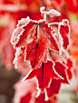 Photograph Frosted Red 