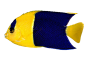 鱼1
