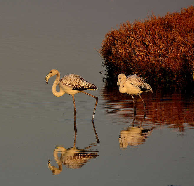 flamingo by Sultann ...