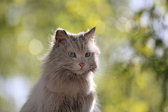 夏河采集到特别的猫