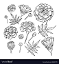 Hand drawn elegant marigold Royalty Free Vector Image