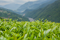 乙舞洋子采集到茶