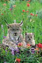 #动物#猞猁妈妈和宝宝 via：pinterest ​​​​