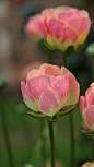 花毛茛
学名: Ranunculus asiaticus