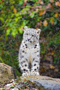 Snow Leopard  (by Tambako the Jaguar on Flickr)