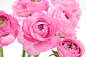 影棚拍摄,花,头状花序,花瓣,毛莨属植物_164826928_Pink ranunculus_创意图片_Getty Images China
