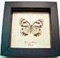 Melanargia Halimede | Real Butterfly Gifts Framed Butterflies and Insect Displays