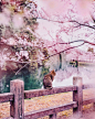 『摄影师』Kristina Makeeva：樱花下的日本古都风光 - 新摄影