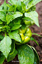 Organic vegetable garden.