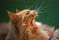 mainecoon-cat-animal-yawn-19fa0b447c5576abb01d68d8babc4ddc.jpg (3872×2592)