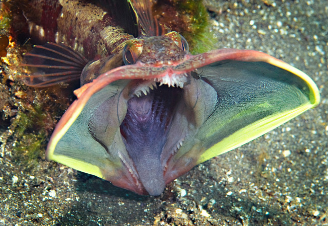 Sarcastic fringehead...